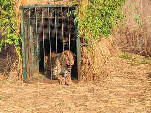 Forest officials finally trap elusive leopard near Hyderabad Airport